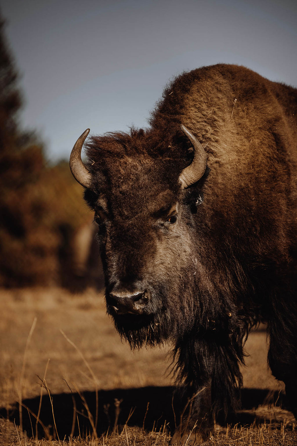 Brown American Bison Checkbook Cover 